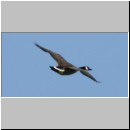 Branta canadensis - Kanadagans 08 Sundermannsee.jpg